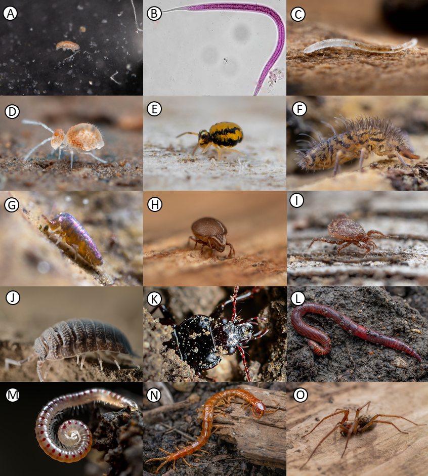Figura 3: Exemplos de microplásticos.