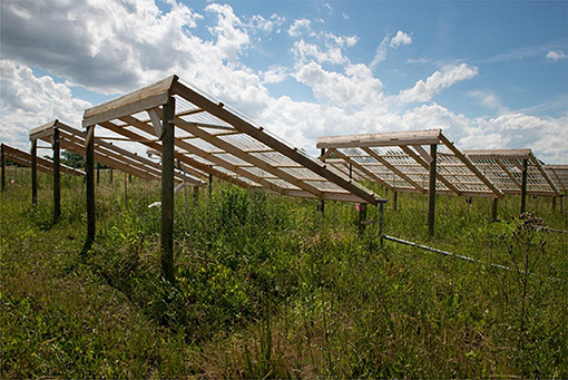 Figure 1: In half of the experimental plots in our study, we used roofs to simulate drought.