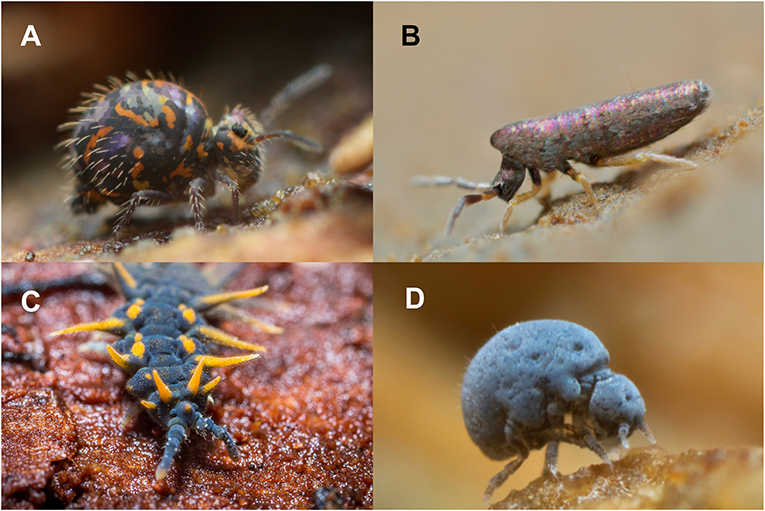 Figure 3: Comment est structuré le corps d’un collembole ?