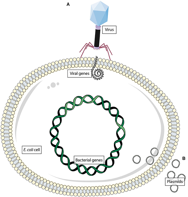 Figure 1: Bacteria, unlike most other organisms, can change their genes.