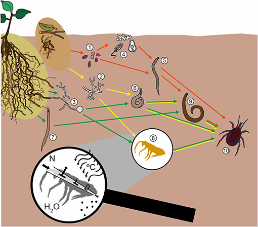 Figure 1: The soil food web is composed of many kinds of soil organisms