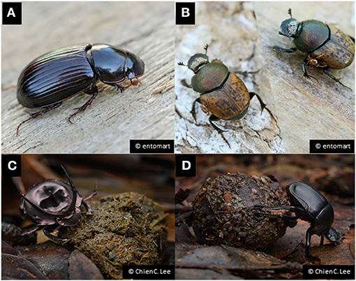 Figure 1: Examples of dung beetles in temperate and tropical environments.