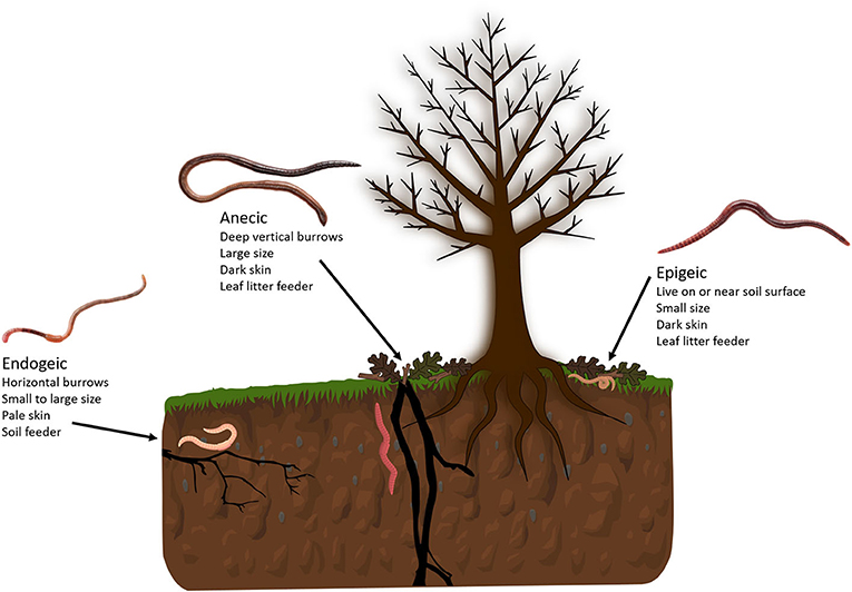 Figure 1: There are three main types of earthworms, called ecotypes: endogeic, anecic, and epigeic.