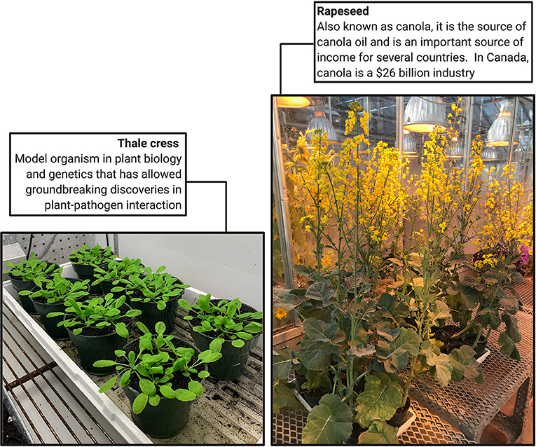 Figure 1: Two important plant hosts susceptible to clubroot: thale cress and rapeseed. Figure created with BioRender.