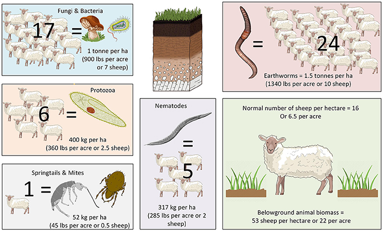 Figure 1: Weight of soil animals per hectare (ha), measured in sheep. Adult sheep weigh around 60 kg [1].