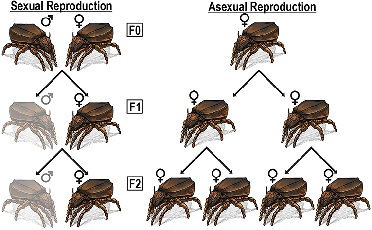 Figure 2: Predicted population growth for sexual and asexual populations. In this example, each female produces two offspring.