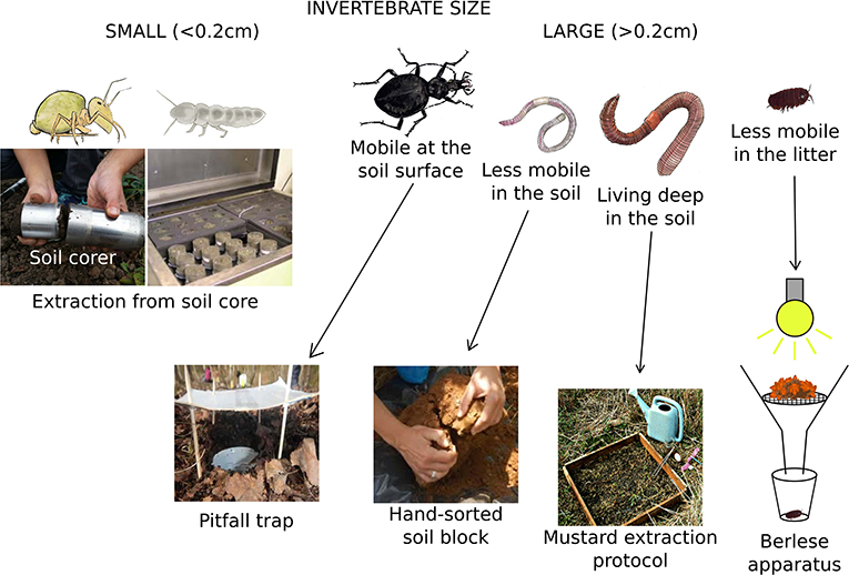 Figure 1: Methods of sampling and studying soil invertebrates.