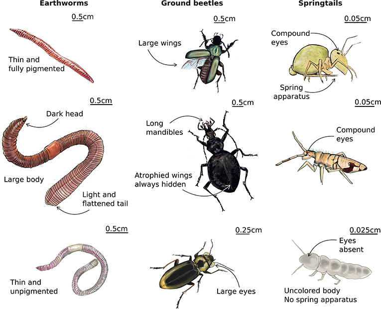 Figure 2: Differences in morphological traits between nine species of soil invertebrates belonging to three groups: earthworms, ground beetles, and springtails (Drawing credits: www.lesbullesdemo.fr).