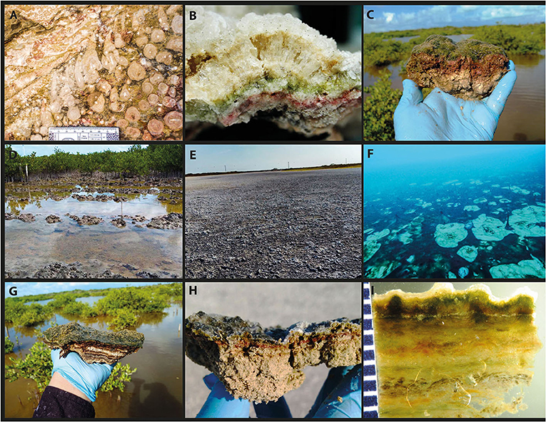 Figure 1: Examples of structures made by microorganisms using soil, water, rocks, and minerals.