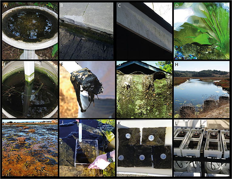 Figure 3: Algae and mat-like biofilms growing in familiar places.