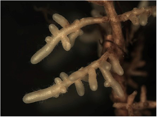 Figure 1: The ectomycorrhizal fungus Lactarius camphoratus, forming a white sheath around the roots of an oak tree (Photograph credit: Laura Martinez-Suz).