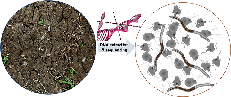Figure 3: In addition to being well hidden in the soil, microbiome predators are too small to be seen by the naked eye.