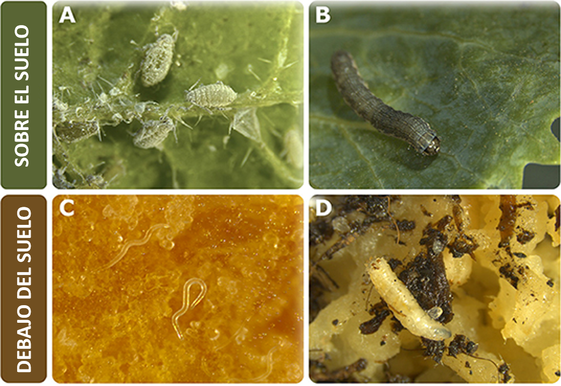 Figura 1: Dos plantas huéspedes susceptibles a la hernia de la col: berro tale y canola. Esta figura fue creada con BioRender