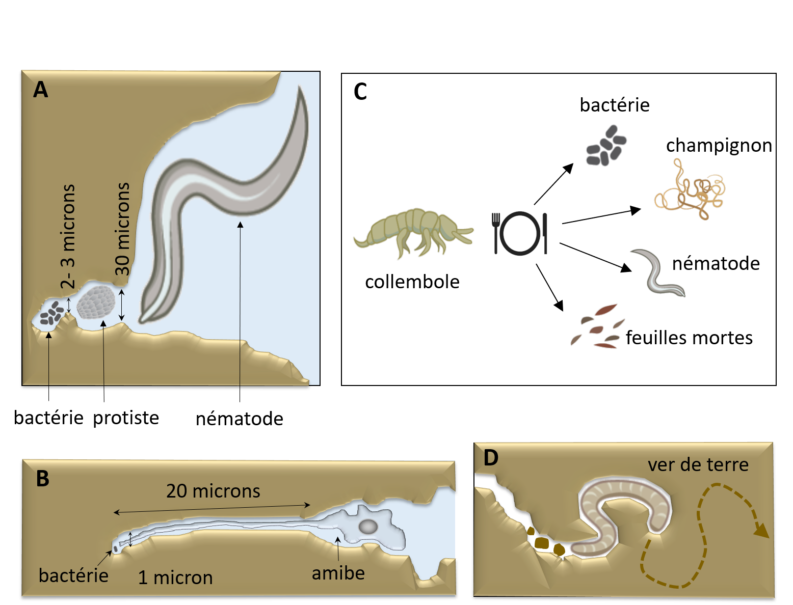 Figure 3 : Les animaux du sol ont développé certaines techniques pour parvenir à se nourrir malgré l’obscurité.