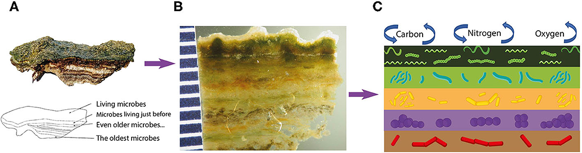 Figure 2 : Détail du premier centimètre supérieur d’un tapis microbien.