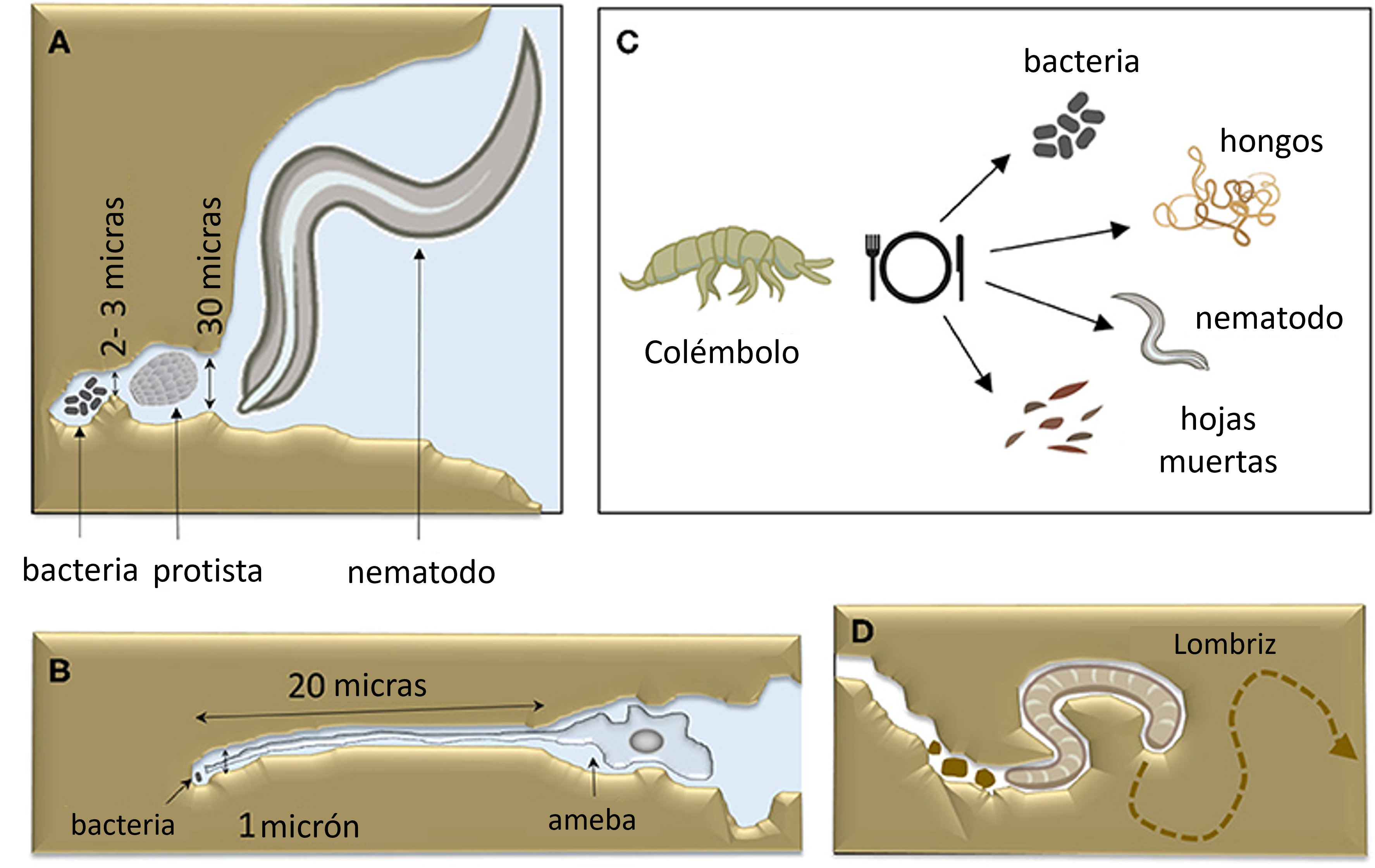 Figura 3: Los animales han desarrollado formas de lidiar con la dificultad de alimentarse en el suelo oscuro.