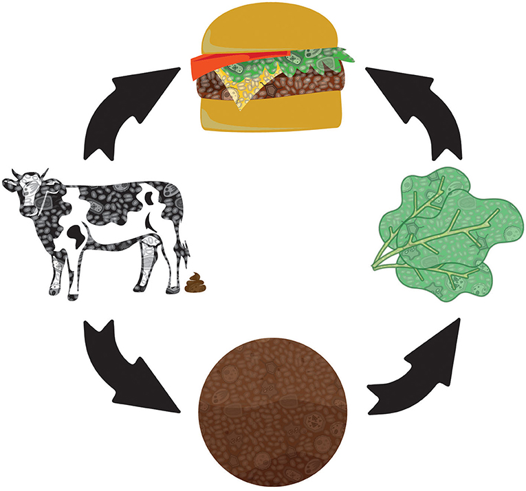 Figure 2 : Un hamburger très facile d’accès. Des steaks hachés crus contiennent de la viande de bœuf provenant de vaches infectées par la bactérie ; par l’intermédiaire du fumier, Escherichia coli passe des intestins de la vache au sol, les bac