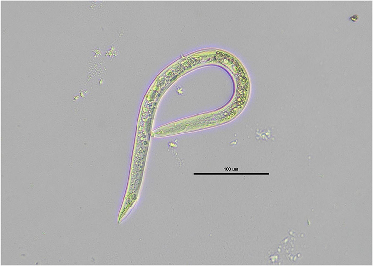 Figura 1: Un nematode mascle de l'espècie Pratylenchus que menja arrels, recollit de les arrels de pastanaga.
