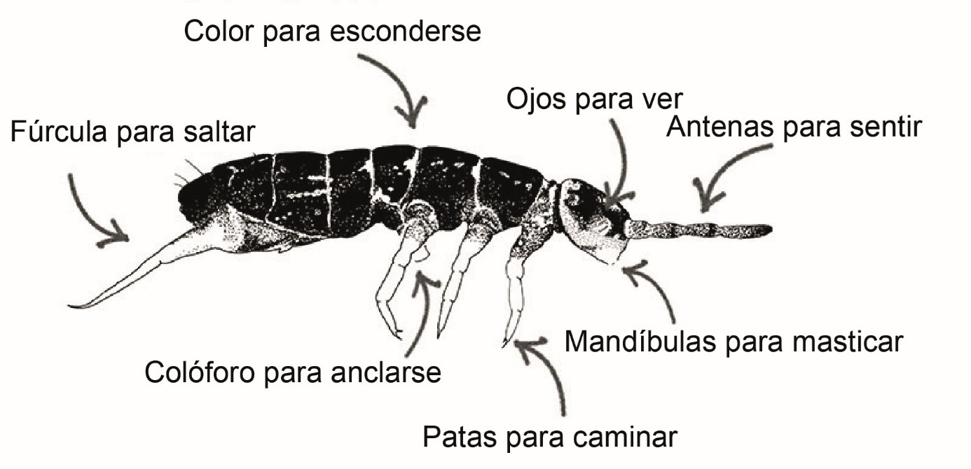 Figura 1: Los colémbolos en ambientes naturales alrededor del mundo.