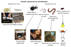 Figura 1: Métodos de muestreo y estudio de invertebrados del suelo.