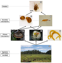 Figure 1: Example of simplified soil food web