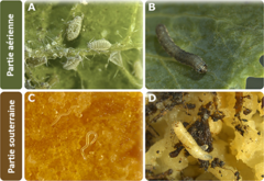 Figure 1: Exemples d’herbivores souterrains et qui vivent à l’air libre.