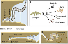 Figure 3: Animals have developed ways to deal with the difficulty of feeding in the dark soil.