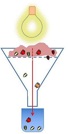 Figura 1: Extraient invertebrats del sòl per un estudi.