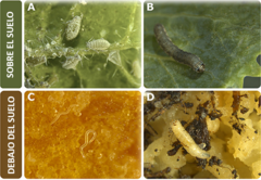 Figura 1: Ejemplos de herbívoros que habitan sobre o debajo del suelo.