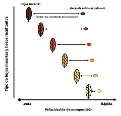 Figura 3: Al transformar las hojas muertas en excrementos, los animales del suelo afectan la velocidad a la cuál las hojas muertas se descomponen. En promedio, los excrementos de los animales del suelo se descomponen 38% más rápido que las hojas muerta