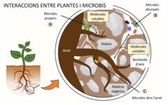Figura 1: Interaccions entre les plantes i els microbis en la rizosfera.