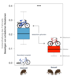 Abbildung 3: Asexuelle Hornmilben können sich effektiver von leicht unvorteilhaften Mutationen befreien als sexuelle Hornmilben [1].