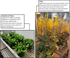 Figure 1 : Deux plantes hôtes importantes sensibles à la hernie des crucifères