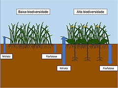 Figura 1: A complementaridade entre sistemas de raízes em solo com maior biodiversidade leva a uma ciclagem de nutrientes mais eficiente.