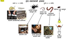 चित्र १: माटोको हाड नभएको (इन्भर्टेब्रेट्स) को नमूना संकलन र अध्ययन गर्ने तरिकाहरू। साना जीवहरू म