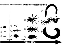 Рисунок 1: Примеры почвенных беспозвоночных разного размера.