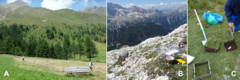 Figura 1: Als Alps europeus, segles d’agricultura tradicional han creat sòls de pastura amb gran riquesa d’espècies.