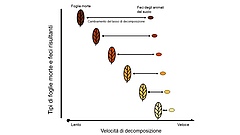 Figura 3: Trasformando le foglie morte in escrementi, gli animali del suolo influenzano la velocità con cui le foglie morte si decompongono.