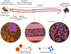 Figure 2: La matière organique passe dans le tube digestif du ver de terre, est brisée en petits morceaux, digérée, et le reste sort sous forme de déjections appelées turricules.