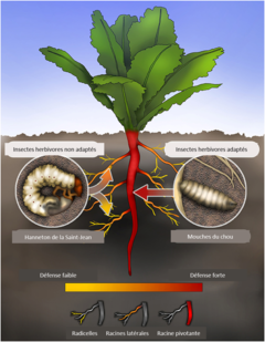 Figure 2 : Répartition des défenses chimiques dans un système racinaire et impact sur les herbivores souterrains.