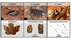 Figura 1: (A–C) Ejemplos de animales del suelo que comen hojas muertas y las transforman en excrementos. (D) Ejemplo de hoja muerta que esos animales pueden comer. (E) Ejemplos de excrementos de los animales que comen hojas muertas. (F) Los excrementos