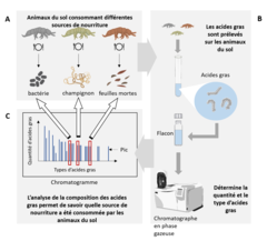 Figure 2 : Les acides gras prélevés (extraits) sur les organismes du sol permettent de déterminer leur régime alimentaire.