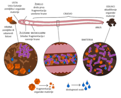 Slika 2: Organska materija prolazi kroz digestivni trakt kišne gliste, usitnjava se, digestira, a ostatak izlazi kao izmet koji se nazivaju odlivci.