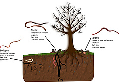 Figure 1: There are three main types of earthworms, called ecotypes: endogeic, anecic, and epigeic.