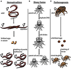 Figure 1: Overview of different reproductive modes described in the text.