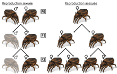 Figure 2 : Prédiction de la croissance de populations sexuées et asexuées.