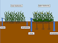 Figure 1: Complementarity between rooting systems in soil systems under higher biodiversity leads to more efficient nutrient cycling.