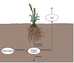Figura 3: El nitrógeno es transformado por las redes alimenticias del suelo para que pueda circular por las plantas, el agua, o el aire.