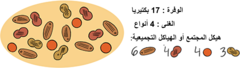 شكل 3 : يمكن وصف المجتمعات الميكروبية باستخدام ثلاث خصائص.الوفرة هي العدد الإجمالي للبكتيريا الموجودة من نوع معين.الثراء هو عدد الأنواع المخ