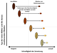 Abbildung 3: Durch die Umwandlung von toten Blättern in Fäkalien beeinflussen Bodentiere die Geschwindigkeit, mit der tote Blätter zersetzt werden.